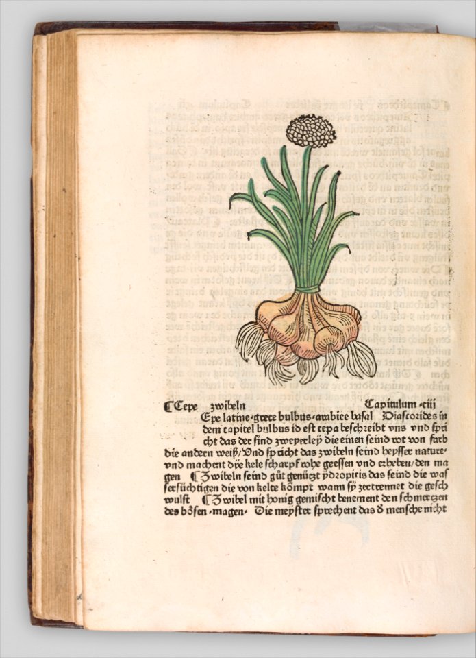 Herbarius - Gart der gesuntheit - Hortus sanitatis MET DP327843