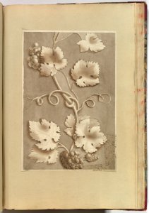 Grapes and Vine-leaves MET DP827631