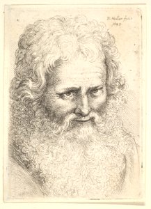 Head of an old man with a large beard MET DP823786