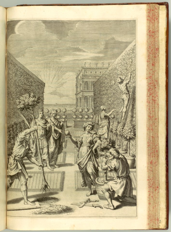 Hesperides sive de Malorum Aureorum cultura et usu. Libri Quatuor MET DP105005