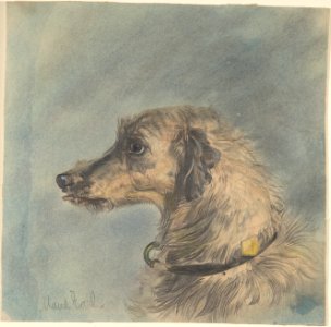 Head of a Scottish Deerhound, after Landseer's "Hafed" MET DP804394. Free illustration for personal and commercial use.