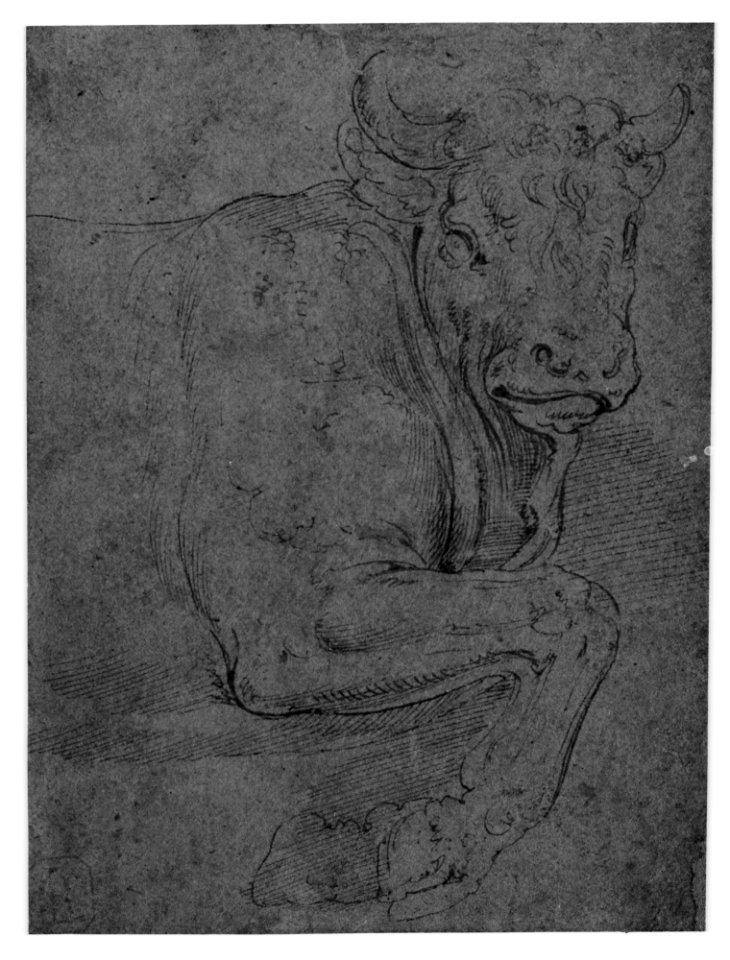 Head and Front Quarters of a Bull MET 571