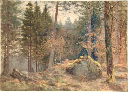 In a Welsh Pine Wood MET DP806048