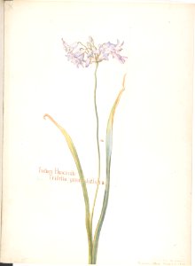 Indian Hyacinth, Tritelia grandiflora MET DP808343
