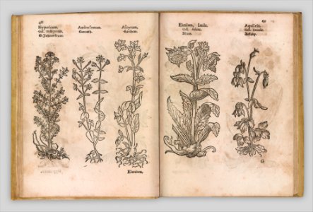 I) Herbarum, Arborum, Fructium, Frumentorum, c. 1540 ... II) De Speciali quarundam plantarum, Frankfurt- Egenolff 1552 MET DP327884