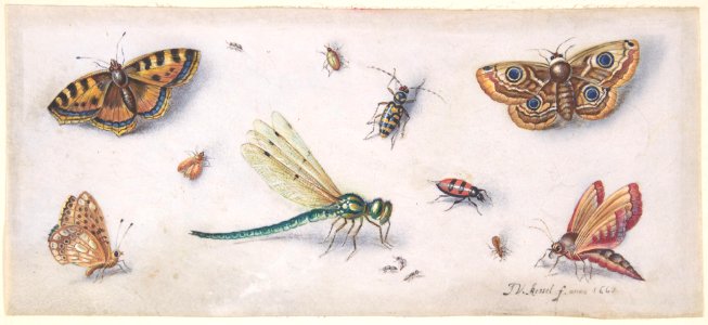Insects, Butterflies, and a Dragonfly MET DP802107