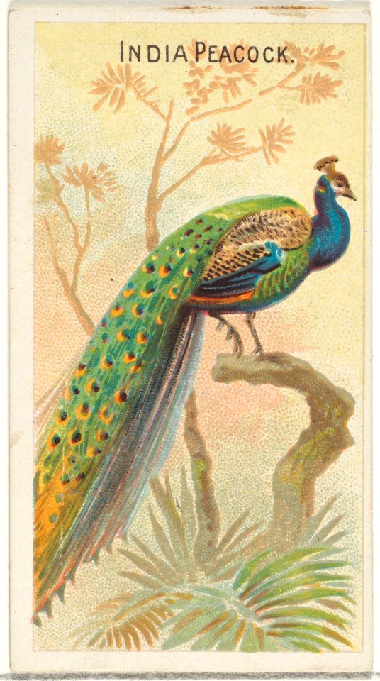 India Peacock, from the Birds of the Tropics series (N5) for Allen & Ginter Cigarettes Brands MET DP829167
