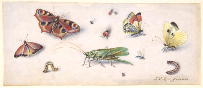 Insects, Butterflies, and a Grasshopper MET DP802108