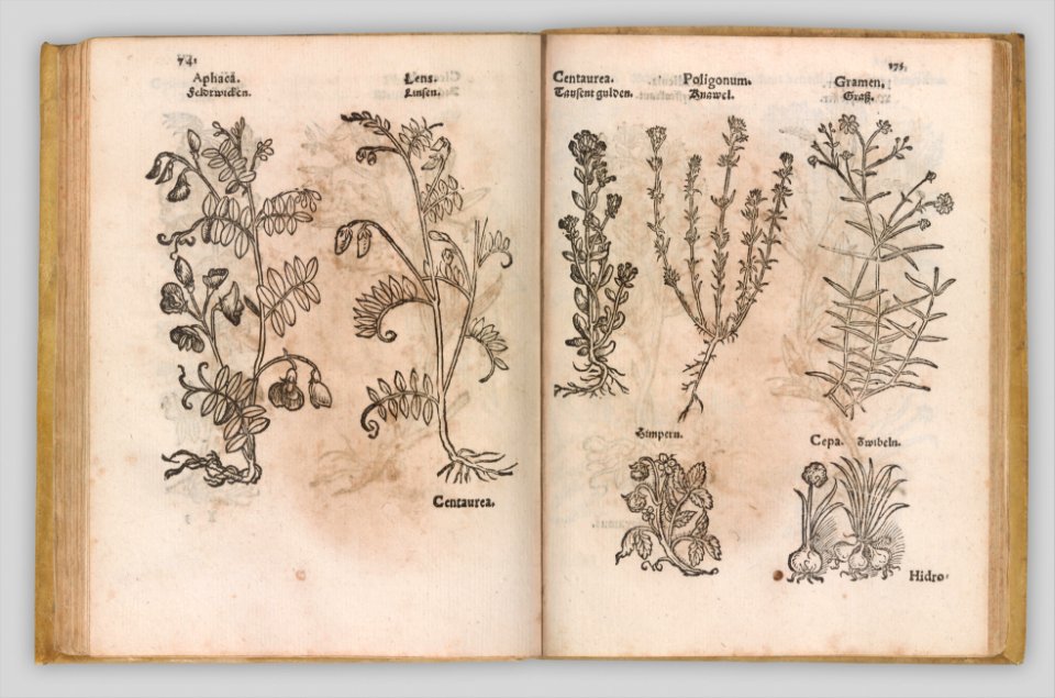 I) Herbarum, Arborum, Fructium, Frumentorum, c. 1540 ... II) De Speciali quarundam plantarum, Frankfurt- Egenolff 1552 MET DP327886