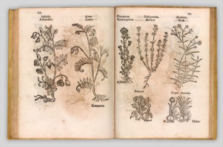 I) Herbarum, Arborum, Fructium, Frumentorum, c. 1540 ... II) De Speciali quarundam plantarum, Frankfurt- Egenolff 1552 MET DP327886