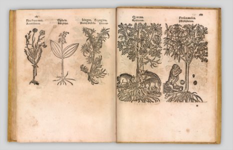 I) Herbarum, Arborum, Fructium, Frumentorum, c. 1540 ... II) De Speciali quarundam plantarum, Frankfurt- Egenolff 1552 MET DP327887