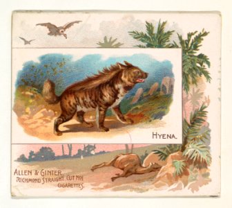 Hyena, from Quadrupeds series (N41) for Allen & Ginter Cigarettes MET DP839212