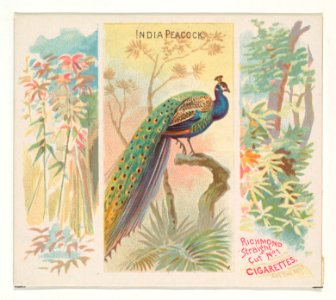 India Peacock, from Birds of the Tropics series (N38) for Allen & Ginter Cigarettes MET DP839025