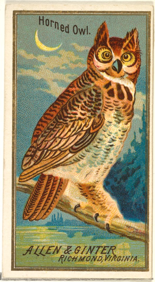 Horned Owl, from the Birds of America series (N4) for Allen & Ginter Cigarettes Brands MET DP828762