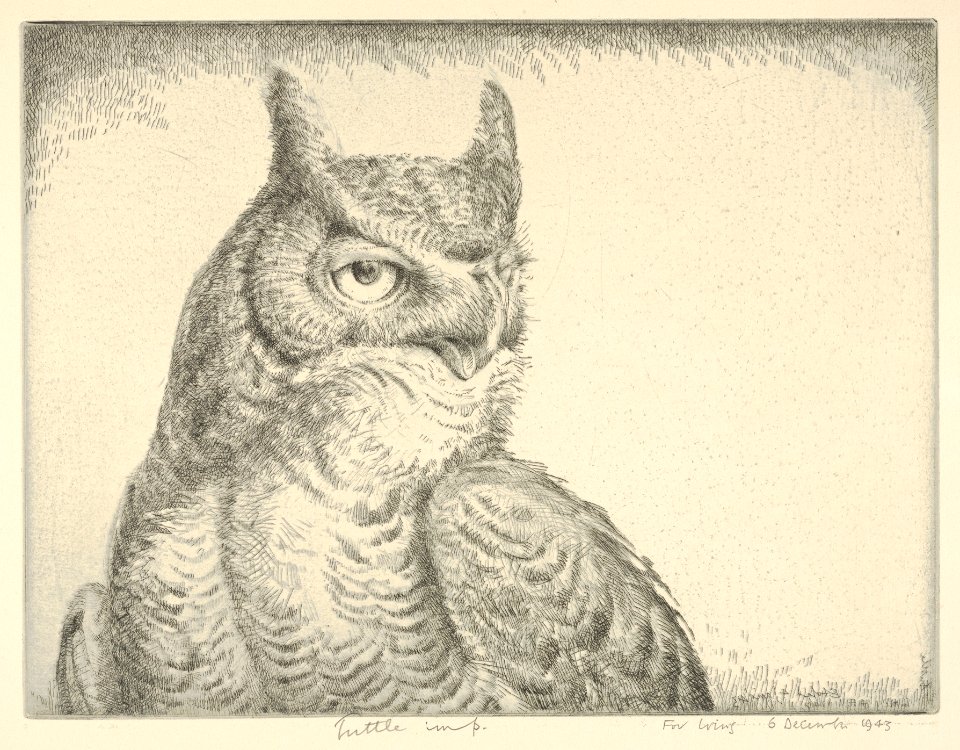 Horned Owl (Portrait Great Horned Owl) MET DP832888