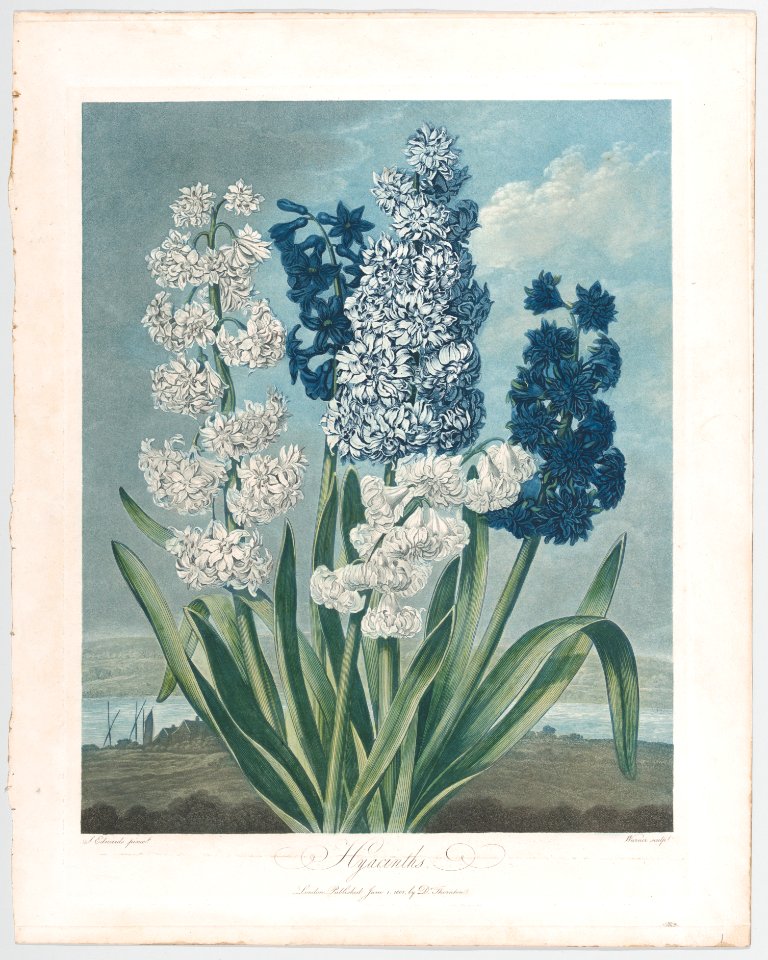 Hyacinths, from "The Temple of Flora, or Garden of Nature" MET DP861133