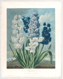 Hyacinths, from "The Temple of Flora, or Garden of Nature" MET DP861133