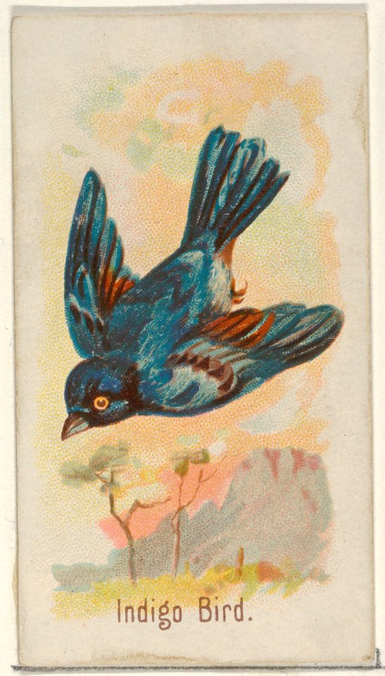 Indigo Bird, from the Song Birds of the World series (N23) for Allen & Ginter Cigarettes MET DP835274