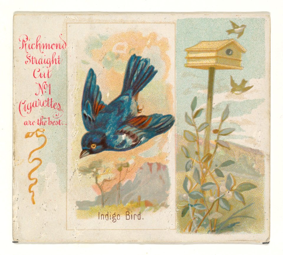 Indigo Bird, from the Song Birds of the World series (N42) for Allen & Ginter Cigarettes MET DP839259