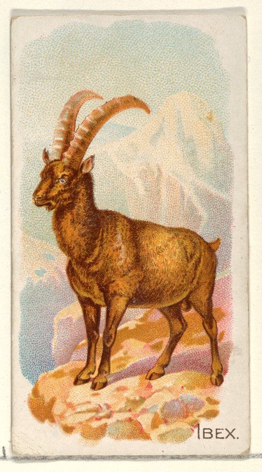 Ibex, from the Quadrupeds series (N21) for Allen & Ginter Cigarettes MET DP835121