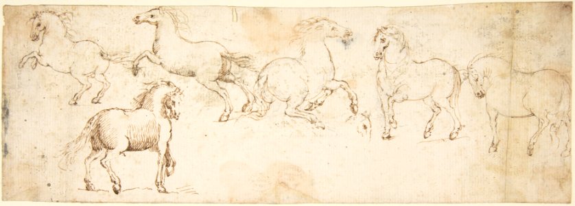 Horses MET DP807652
