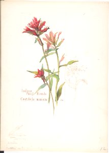Indian Paint Brush, Castilleja miniata MET DP808340
