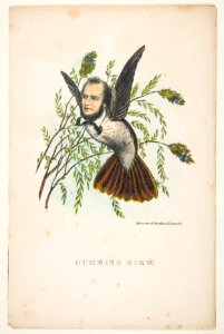 Humming Bird (Thomas B. Florence), from The Comic Natural History of the Human Race MET DP813083