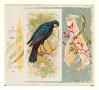 Huia, from the Song Birds of the World series (N42) for Allen & Ginter Cigarettes MET DP839258