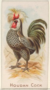 Houdan Cock, from the Prize and Game Chickens series (N20) for Allen & Ginter Cigarettes MET DP835071
