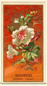 Hollyhocks (Althea rosea), from the Flowers series for Old Judge Cigarettes MET DP822046