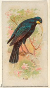 Huia, from the Song Birds of the World series (N23) for Allen & Ginter Cigarettes MET DP835273