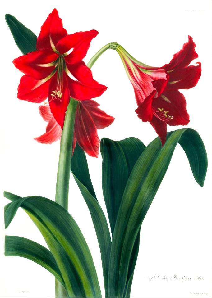 Hybrid Amaryllis, from Transactions of the Horticultural Society of London, vol. 5 MET DT261952