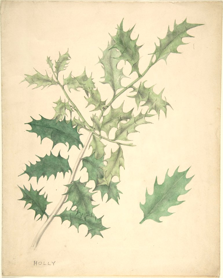 Holly Leaves MET DP806094