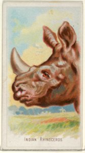 Indian Rhinoceros, from the Wild Animals of the World series (N25) for Allen & Ginter Cigarettes MET DP836492