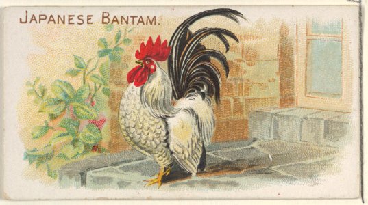 Japanese Bantam, from the Prize and Game Chickens series (N20) for Allen & Ginter Cigarettes MET DP835073