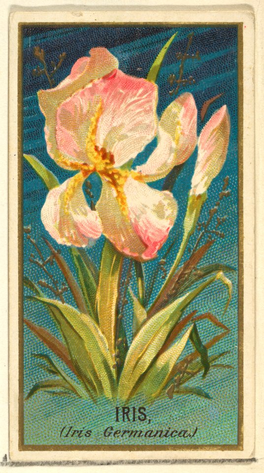 Iris (Iris Germanica), from the Flowers series for Old Judge Cigarettes MET DP822040