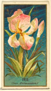 Iris (Iris Germanica), from the Flowers series for Old Judge Cigarettes MET DP822040