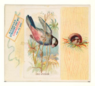 Java Grosbeak, from the Song Birds of the World series (N42) for Allen & Ginter Cigarettes MET DP839260