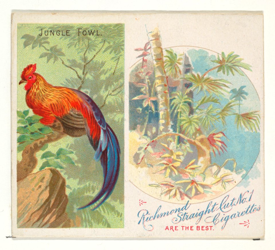 Jungle Fowl, from Birds of the Tropics series (N38) for Allen & Ginter Cigarettes MET DP839027