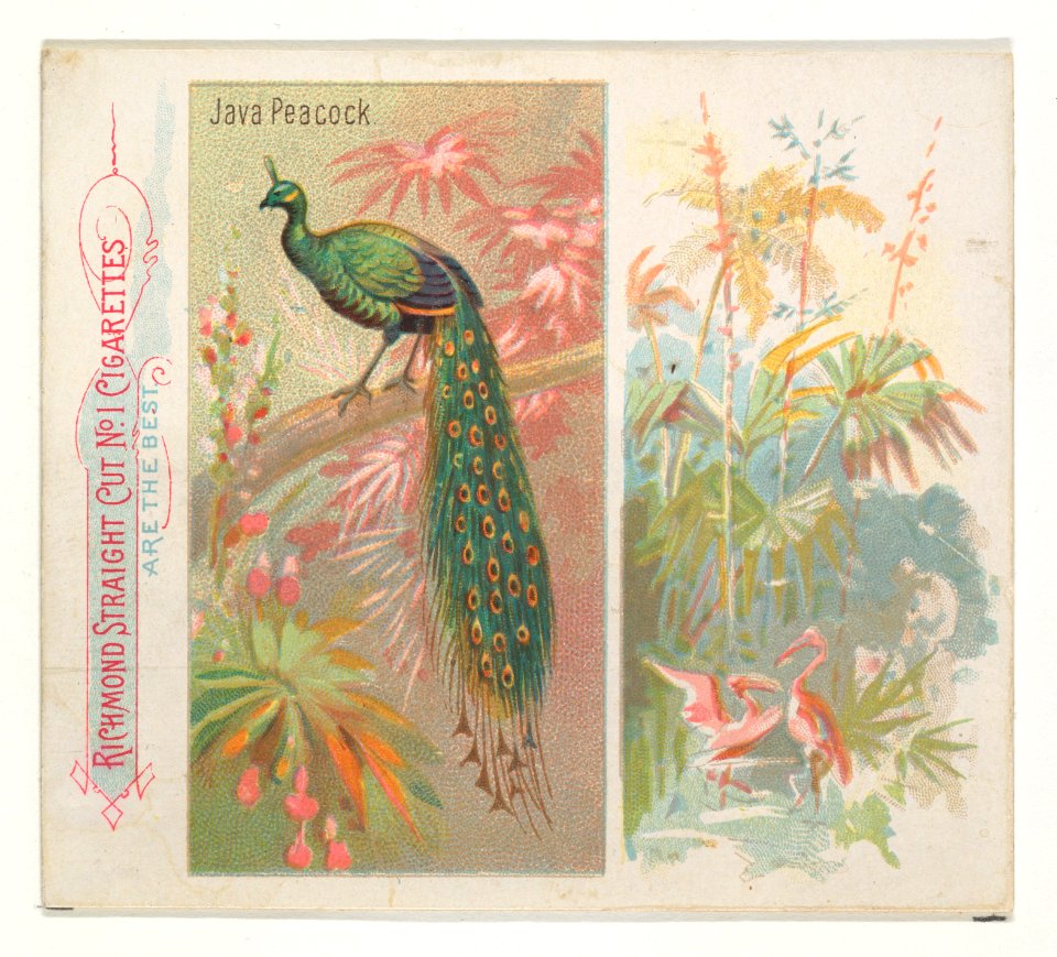 Java Peacock, from Birds of the Tropics series (N38) for Allen & Ginter Cigarettes MET DP839026
