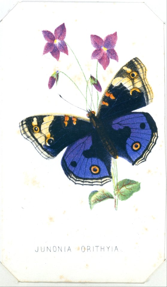 Junionia Orithyia from The Butterflies and Moths of America Part 1 MET DT259567