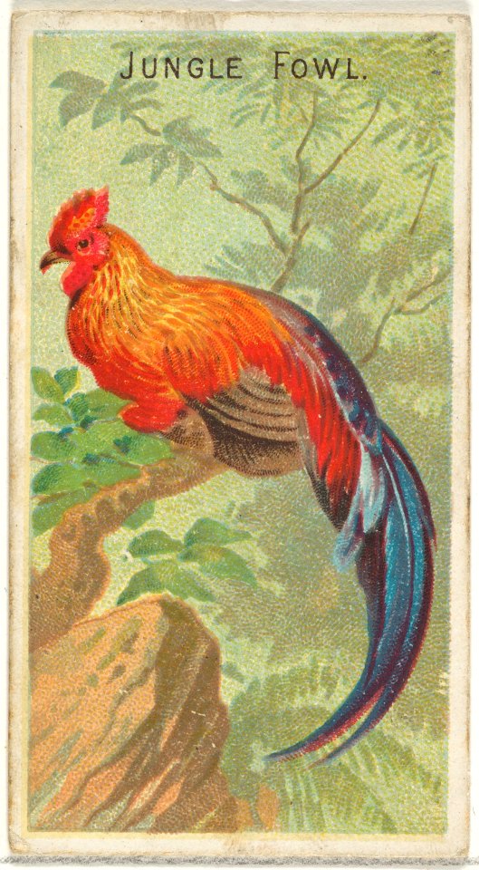 Jungle Fowl, from the Birds of the Tropics series (N5) for Allen & Ginter Cigarettes Brands MET DP829135