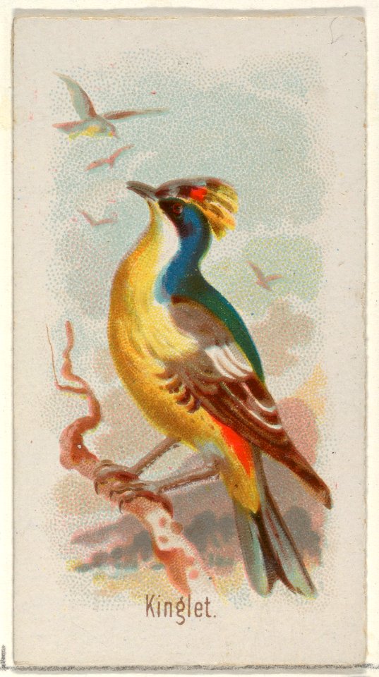 Kinglet, from the Song Birds of the World series (N23) for Allen & Ginter Cigarettes MET DP835276