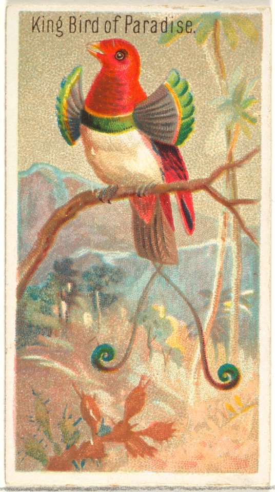 King Bird of Paradise, from the Birds of the Tropics series (N5) for Allen & Ginter Cigarettes Brands MET DP829141