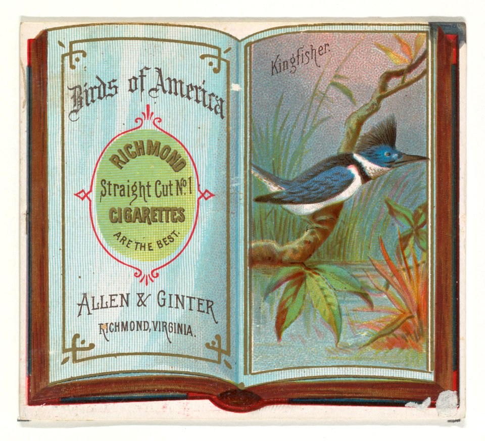 Kingfisher, from the Birds of America series (N37) for Allen & Ginter Cigarettes MET DP838982