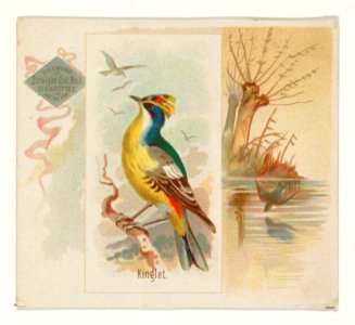 Kinglet, from the Song Birds of the World series (N42) for Allen & Ginter Cigarettes MET DP839261