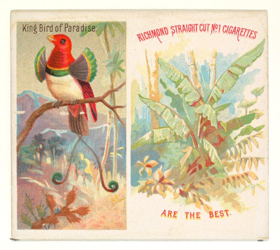 King Bird of Paradise, from Birds of the Tropics series (N38) for Allen & Ginter Cigarettes MET DP839028