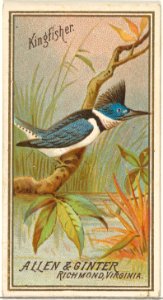 Kingfisher, from the Birds of America series (N4) for Allen & Ginter Cigarettes Brands MET DP828733