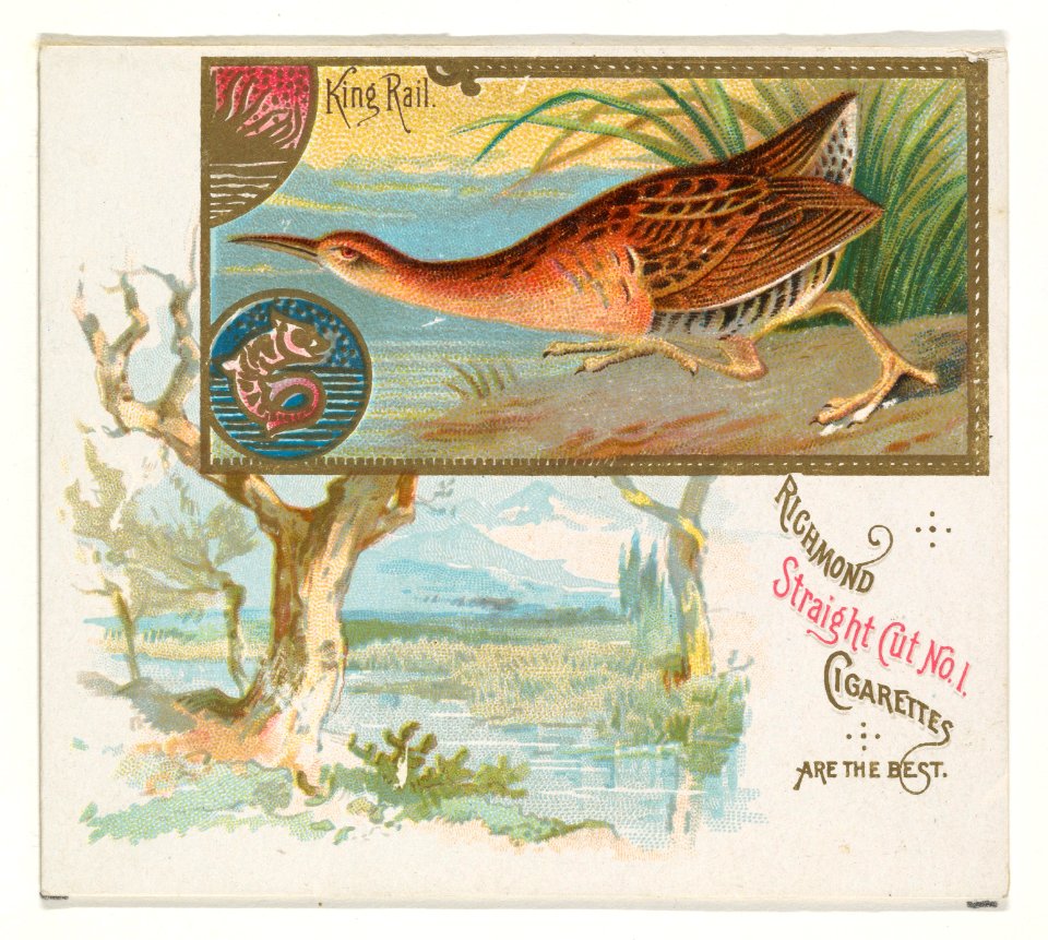 King Rail, from the Game Birds series (N40) for Allen & Ginter Cigarettes MET DP839156