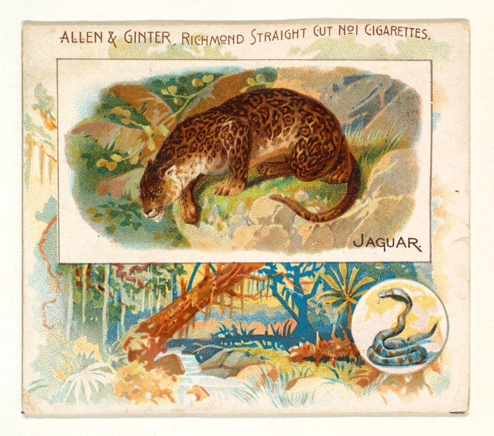 Jaguar, from Quadrupeds series (N41) for Allen & Ginter Cigarettes MET DP839214